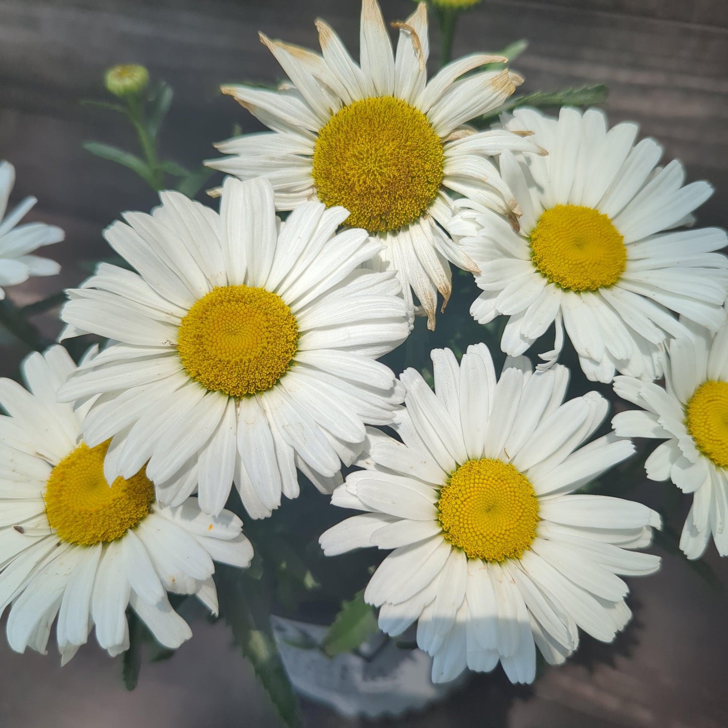 Leucanthemum superbum ’Daisy Duke’  - Amazing Daisies® Daisy May® Shasta Daisy