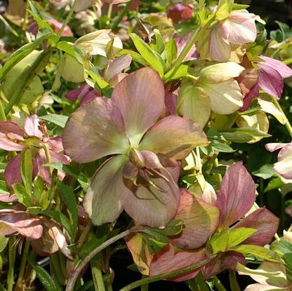 Helleborus 'Royal Heritage'  - Royal Heritage™ Strain Lenten Rose