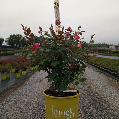 Rosa ‘Radtkopink’ PP 18,507  - Double Pink Knock Out® Rose
