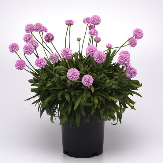 Armeria pseudarmeria 'Sweet Dreams'  - Dreameria® Sweet Dreams Thrift