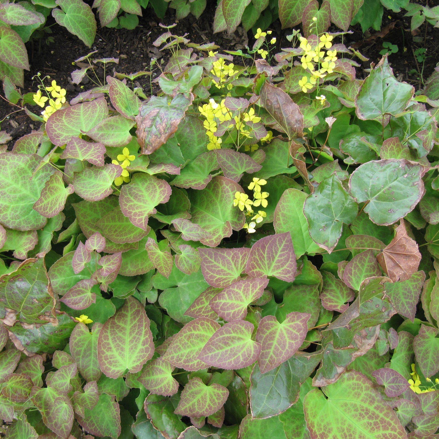 Epimedium x perralchicum 'Frohnleiten'  - Frohnleiten Barrenwort, Bishop's Hat