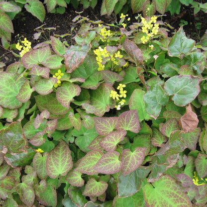 Epimedium x perralchicum 'Frohnleiten'  - Frohnleiten Barrenwort, Bishop's Hat