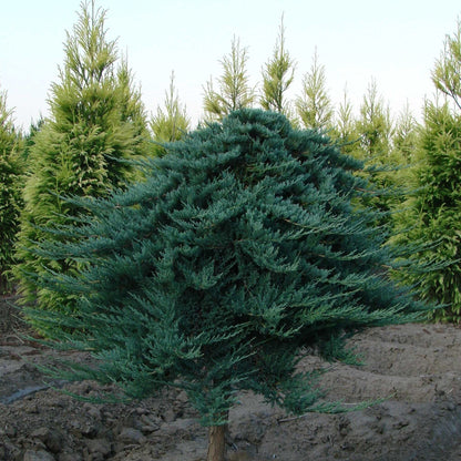 Juniperus horizontalis 'Blue Chip'  - Blue Chip Juniper