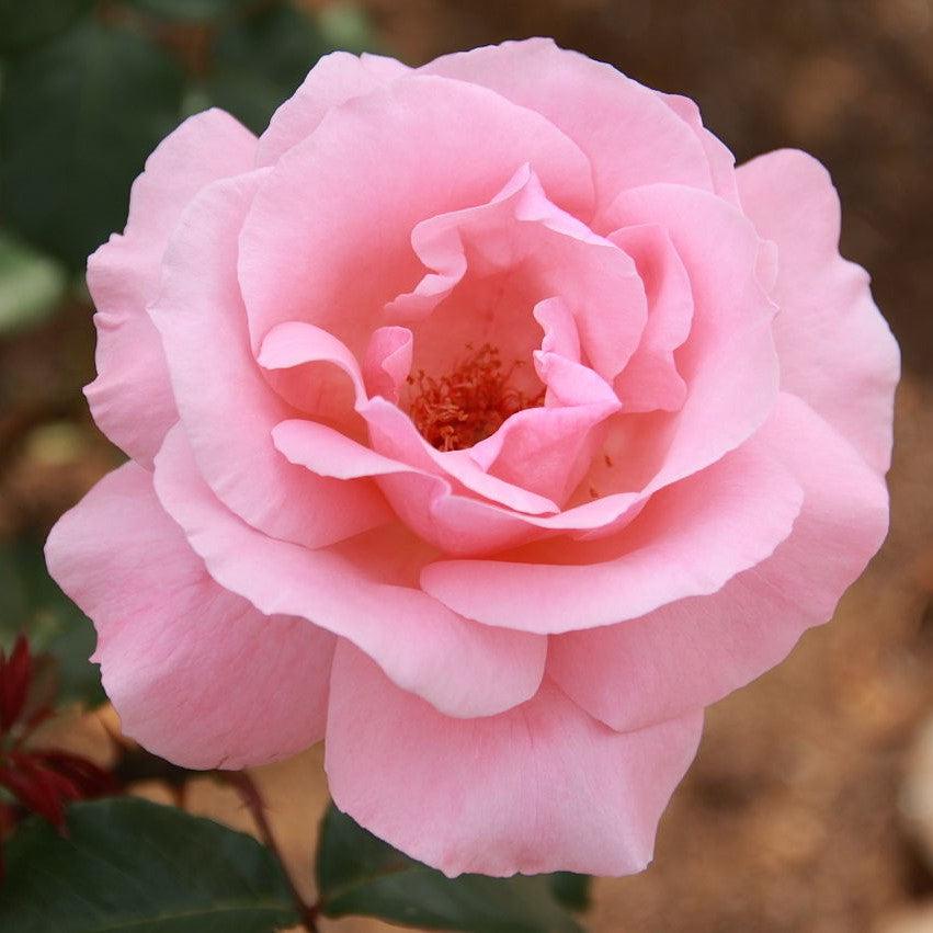 Rosa 'Queen Elizabeth'  - Queen Elizabeth™ Grandiflora Rose