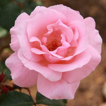 Rosa 'Queen Elizabeth'  - Queen Elizabeth™ Grandiflora Rose
