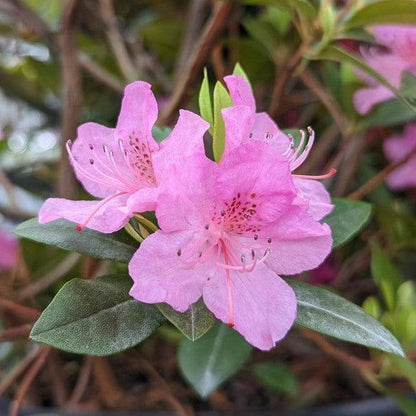 Rhododendron x 'Olga Mezitt'  - Olga Mezitt Rhododendron