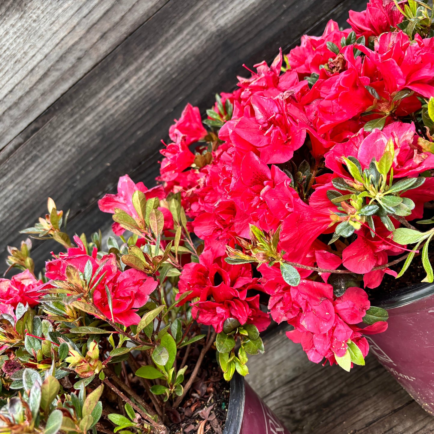 Rhododendron ‘Roblez’  - Encore® Autumn Fire™ Azalea