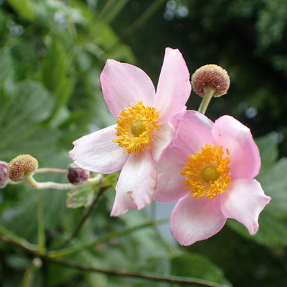 Anemone tomentosa 'Robustissima'  - Robustissima Grape Leaf Anemone
