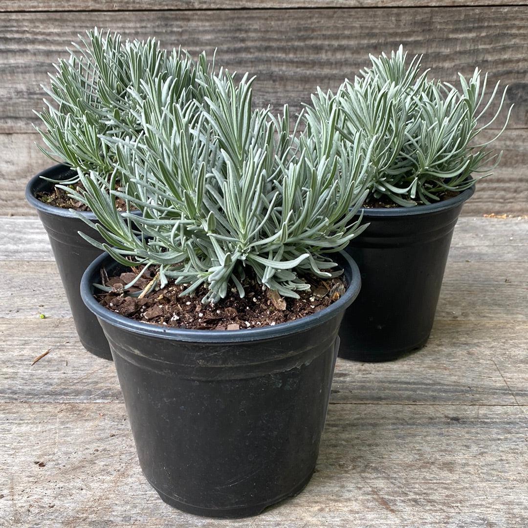 Lavandula × intermedia 'Niko' PP24,193  - Phenomenal® Lavender, Lavadin