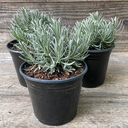 Lavandula × intermedia 'Niko' PP24,193  - Phenomenal® Lavender, Lavadin