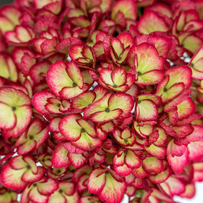 Hydrangea macrophylla 'Bailmacseven'  - First Editions® Eclipse® Hydrangea