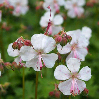 Geranium x cantabrigiense 'Biokovo'  - Biokovo Cranesbill