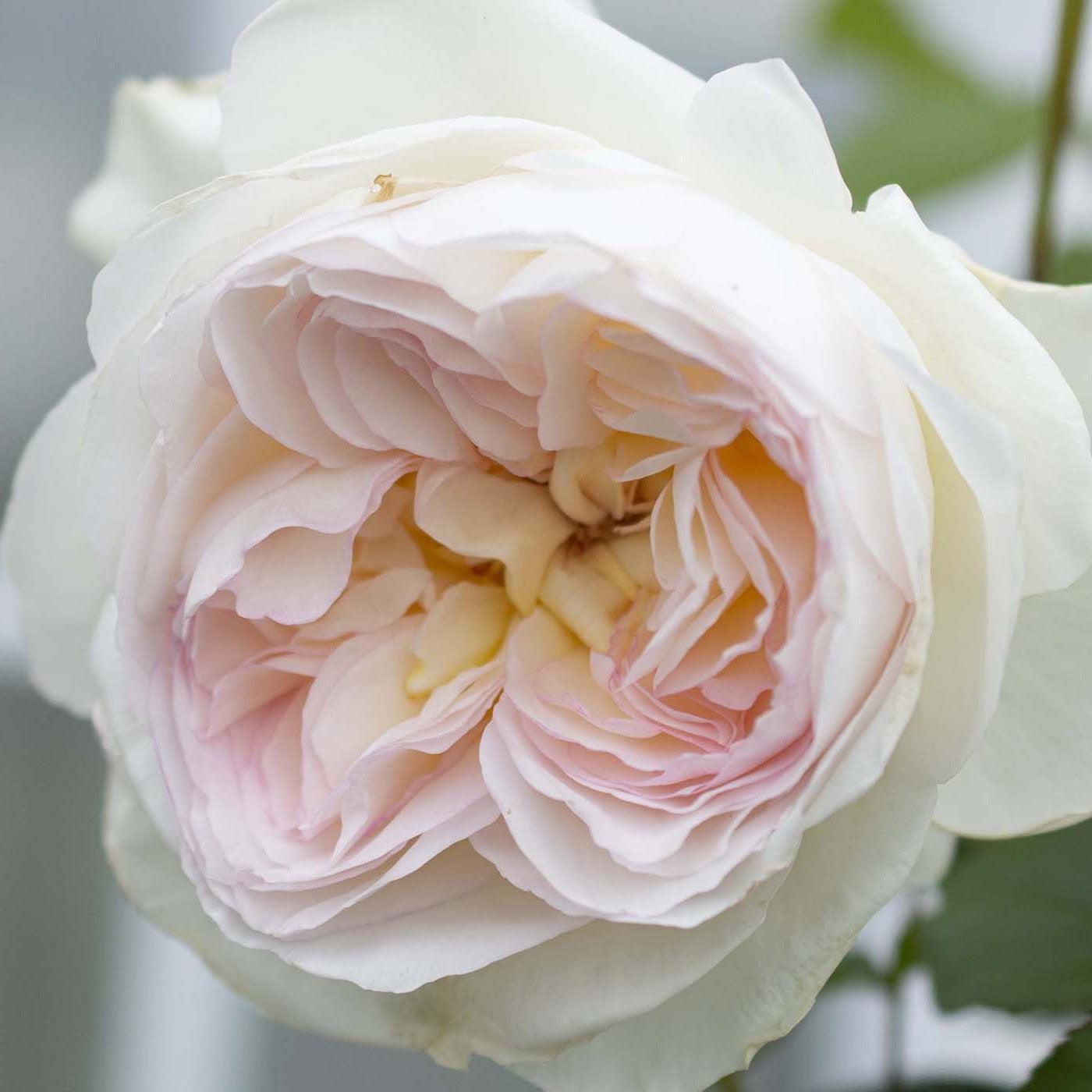 Rosa 'Meidelweis' PP 17,841  - Bloomables® Bolero™ Rose