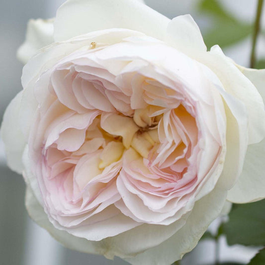 Rosa 'Meidelweis' PP 17,841  - Bloomables® Bolero™ Rose