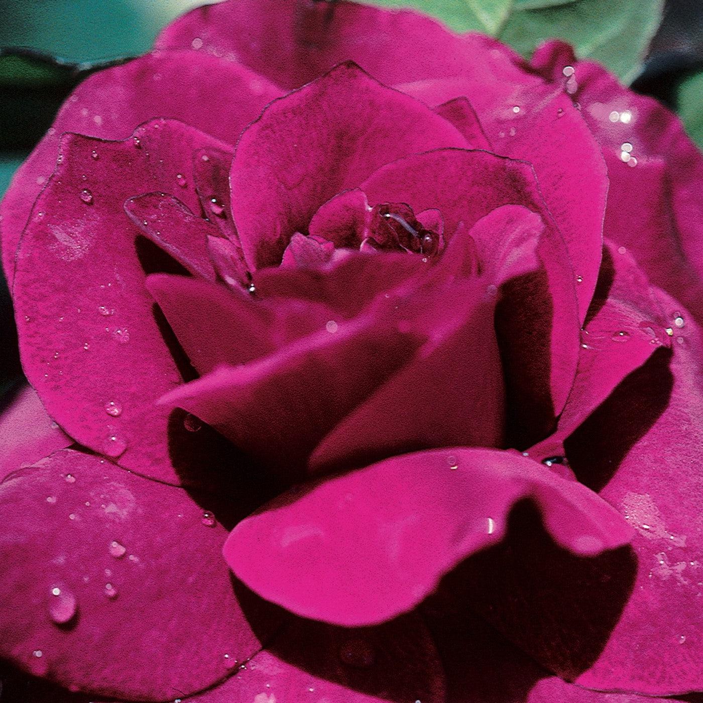 Rosa 'JACum'  - Intrigue Rose
