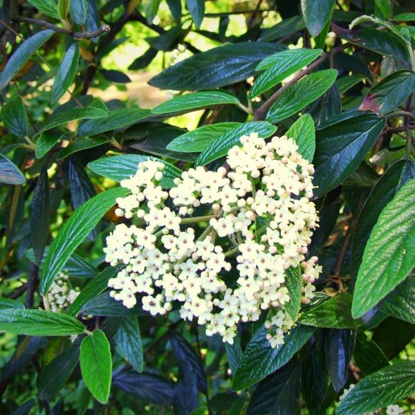 Viburnum 'Pragense'  - Prague Viburnum