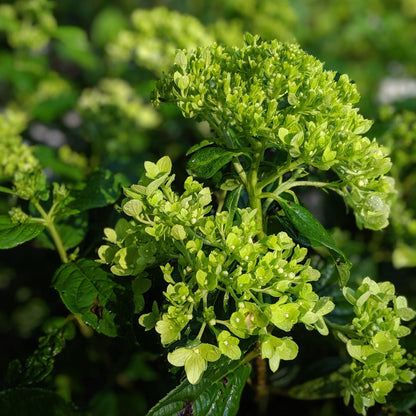 Hydrangea paniculata 'Jane' PP22,330  - Proven Winners® Little Lime® Hydrangea