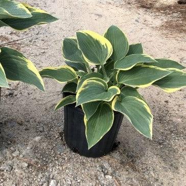 Hosta 'First Frost'  - First Frost Hosta