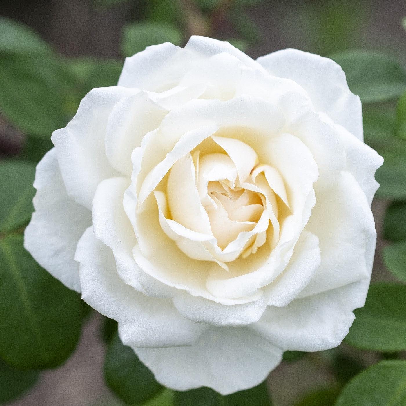 Rosa 'Meiradena'  - Icecap™ Rose