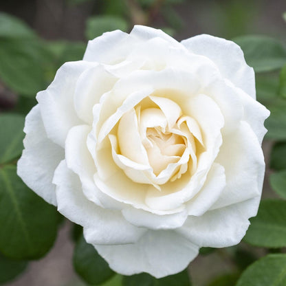 Rosa 'Meiradena'  - Icecap™ Rose