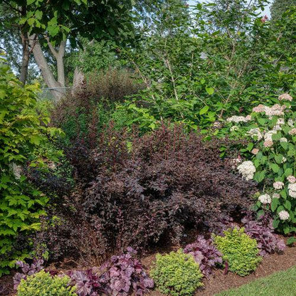Spiraea betulifolia 'Tor Gold'   - Glow Girl® Birchleaf Spirea