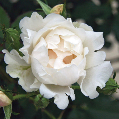 Rosa 'Meiradena'  - Icecap™ Rose