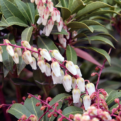 Pieris japonica 'Mountain Fire'  - Mountain Fire Pieris