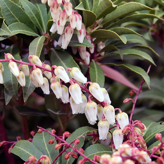 Pieris japonica 'Mountain Fire'  - Mountain Fire Pieris