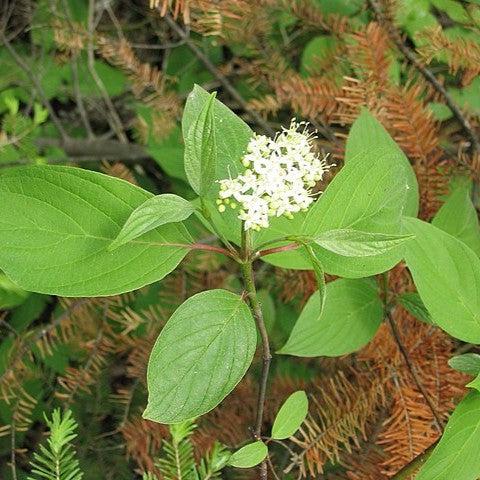 Cornus sericea 'Cardinal'  - Cardinal Dogwood