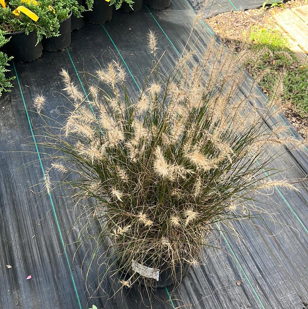Pennisetum alopecuroides 'Hameln  - Hameln Fountain Grass