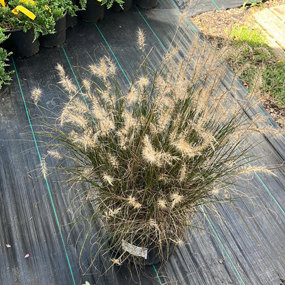 Pennisetum alopecuroides 'Hameln  - Hameln Fountain Grass