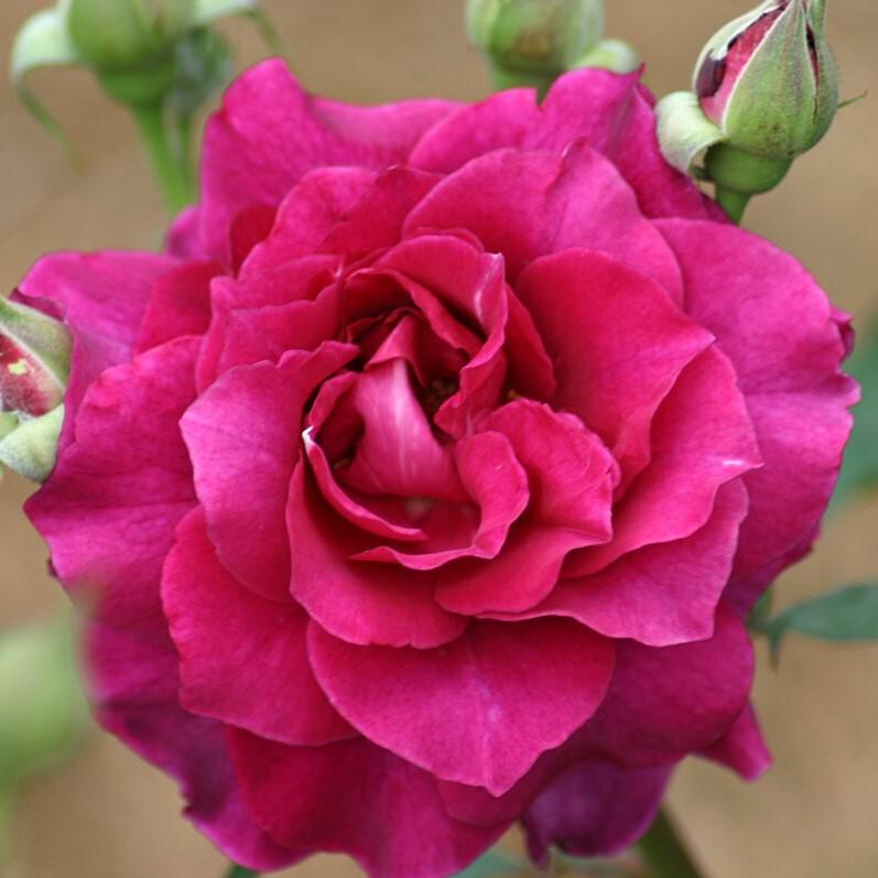 Rosa 'JACum'  - Intrigue Rose