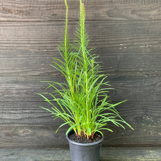 Liatris spicata  - Marsh Blazing Star, Gayfeather