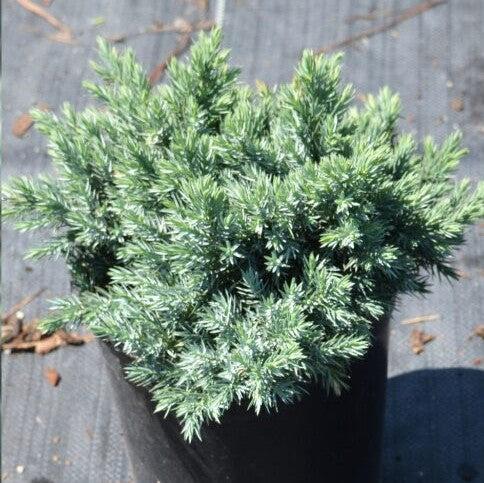Juniperus squamata 'Blue Star'  - Blue Star Juniper