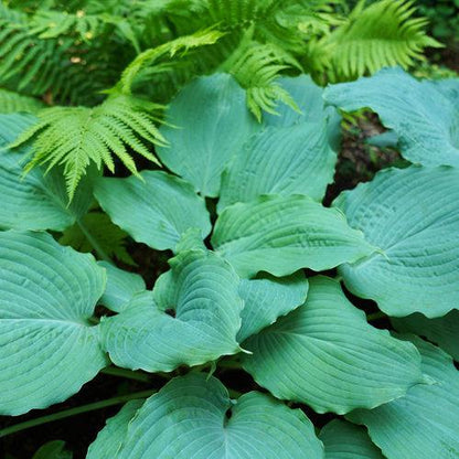 Hosta 'Diamond Lake' PP30769  - PW® Shadowland® Diamond Lake Hosta
