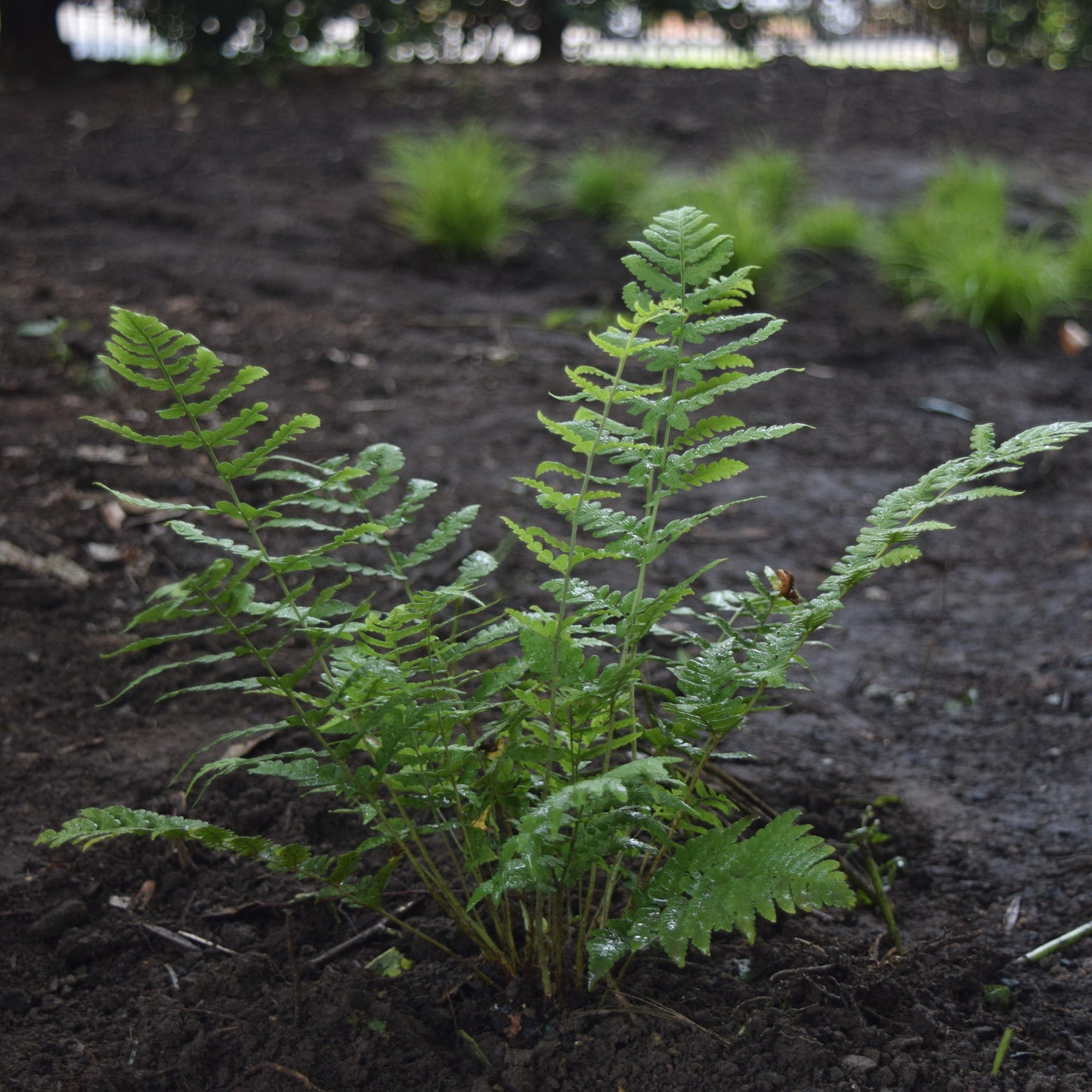 Dryopteris marginalis  - Eastern Wood Fern, Leatherwood Fern