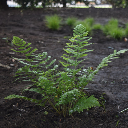 Dryopteris marginalis  - Eastern Wood Fern, Leatherwood Fern