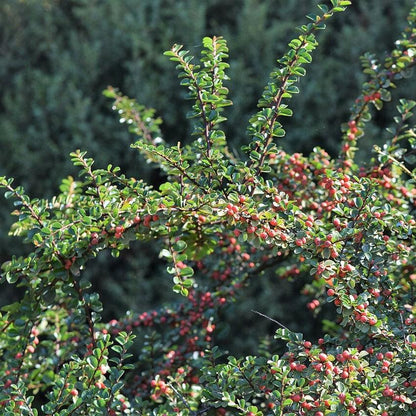 Cotoneaster apiculatus  - Cranberry Cotoneaster