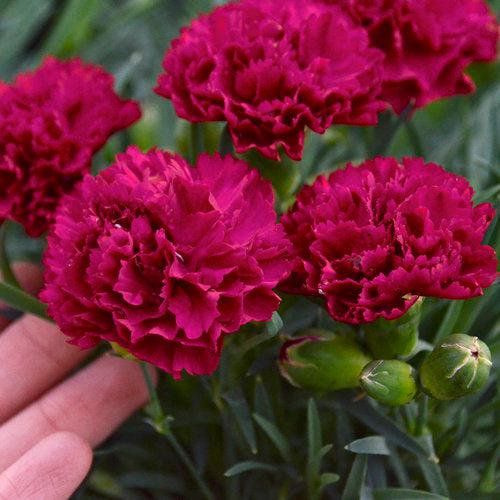 Dianthus 'Cranberry Cocktail'  - PW® Fruit Punch® Cranberry Cocktail Dianthus