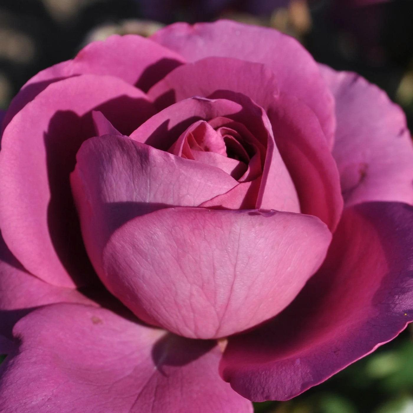 Rosa 'KORvodacom' PP 22,691  - Bloomables® Sunbelt® Plum Perfect™ Rose