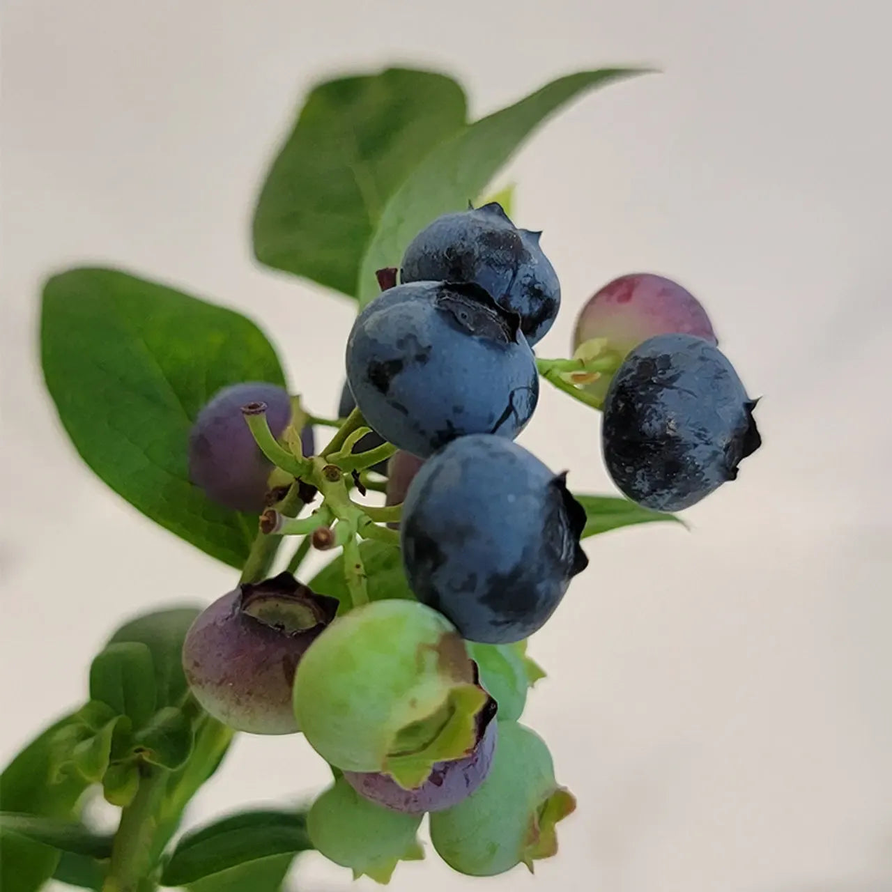 Vaccinium corymbosum 'Earliblue'  - Earliblue Highbush Blueberry