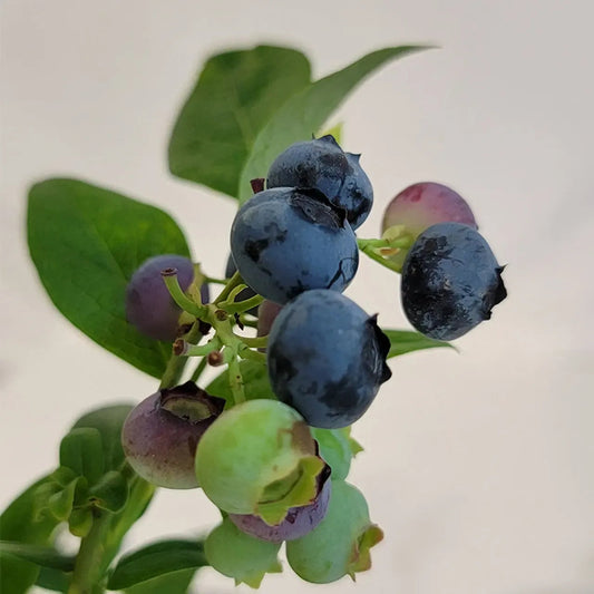 Vaccinium corymbosum 'Earliblue'  - Earliblue Highbush Blueberry