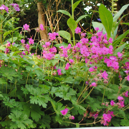 Geranium macrorrhizum 'Bevan's Variety'  - Bevan's Variety Bigroot Cranesbill