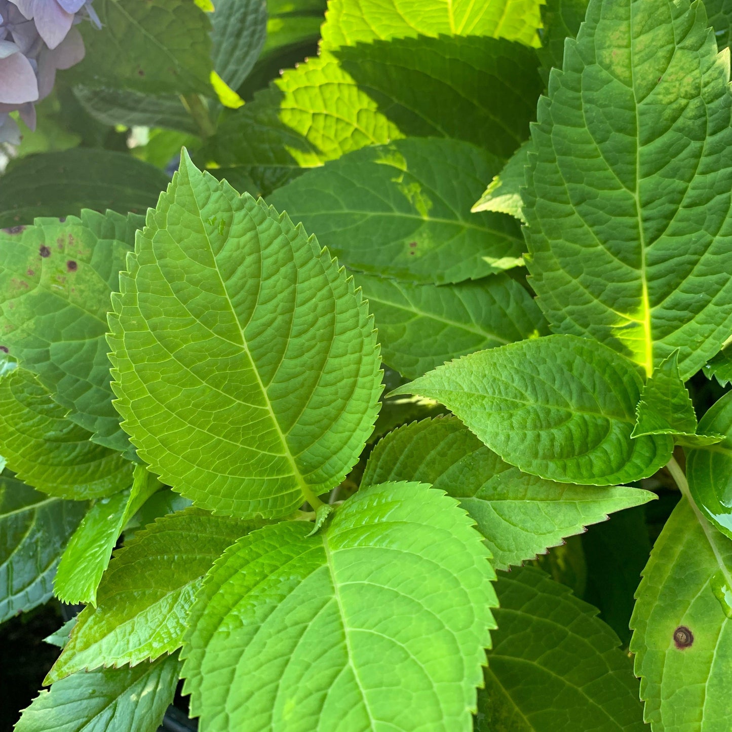 Hydrangea macrophylla 'Bailmer’  - Endless Summer® The Original Hydrangea