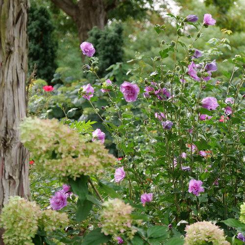 Hibiscus syriacus 'SMNHSPCL'  - Dark Lavender Chiffon® Rose of Sharon
