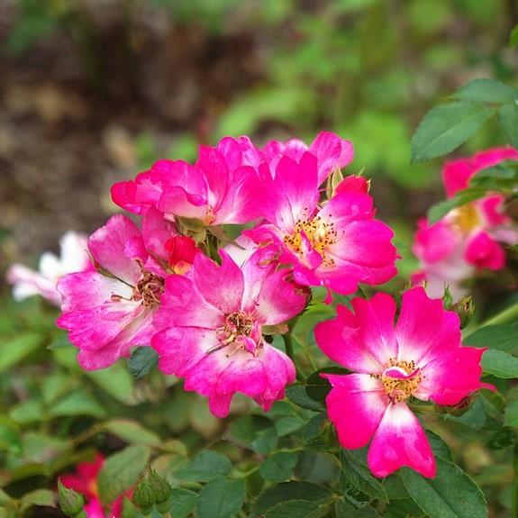 Rosa 'Meijocos' PP#18,874  - Pink Drift® Rose