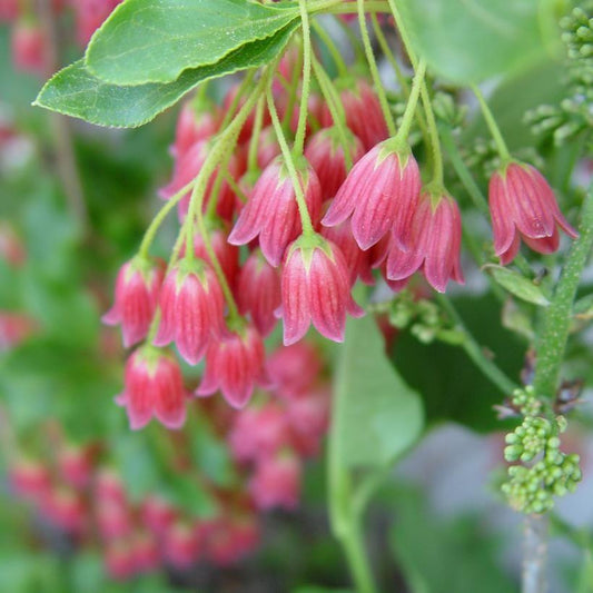 Enkianthus campanulatus 'Showy Lanterns'  - Showy Lanterns Enkianthus