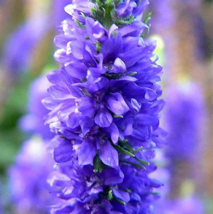 Veronica spicata 'Glory'  - Royal Candles Speedwell