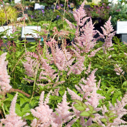 Astilbe japonica 'Peach Blossom'  - Peach Blossom Japanese Astilbe