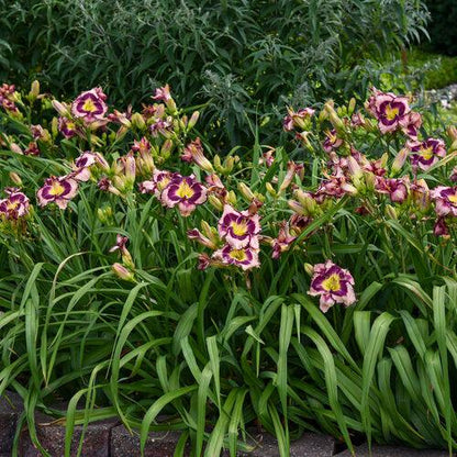 Hemerocallis 'Sound of My Heart'  - Rainbow Rhythm® Sound of My Heart Daylily